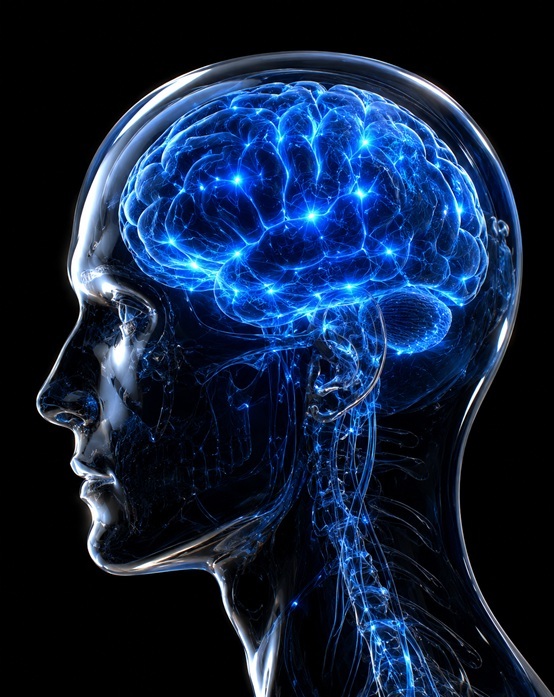 Brain